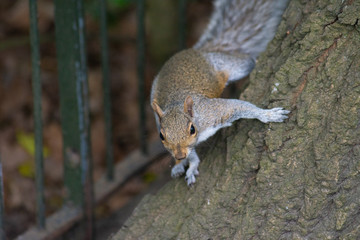 squirrel - grenwich park