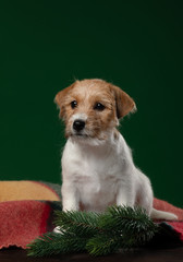 Puppies jack russell terrier on a green background. Dog with Christmas decorations. Cute animals