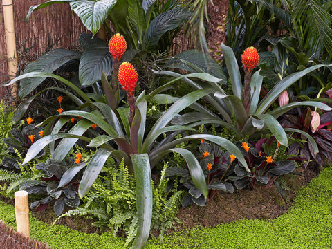 Tropical planting of the Bromeliad Guzmania conifera