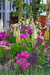 Colourful and attractive flower border with mixed planting including lupins, cosmos, phlox and foxgloves