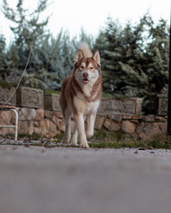 husky pelirrojo de frente