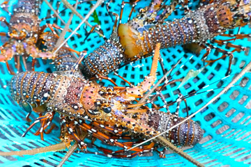 Live spiny lobsters in basket. catching lobsters on a farm.
