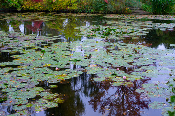 étang, lake. Nénuphares. water lily
