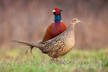 Couple of common pheasant, phasianus colchicus, on a meadow in springtime. Cock and hen standing on a green grass close together showing affection. wild birds in wilderness.