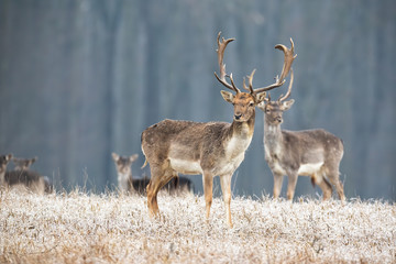 Naklejka na ściany i meble Wild fallow, dama dama, deer stag with antlers standing on a meadow in winter. Multiple animals watching curiously in wilderness. Wildlife scenery from nature.