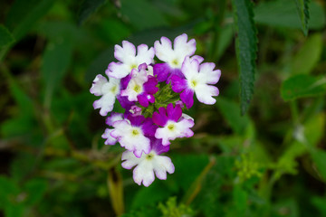 Verveine de Buenos-Aires , Verbena of Buenos Aires