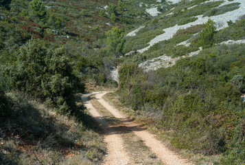 stream in forest
