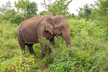 Fototapeta premium Side view of an adult Ceylon elephant (Elephas maximus maximus), Sri Lanka