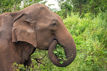 Close up portrait of an adult Ceylon elephant (Elephas maximus maximus), Sri Lanka