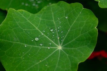 Cresson d'Inde, Indian cress