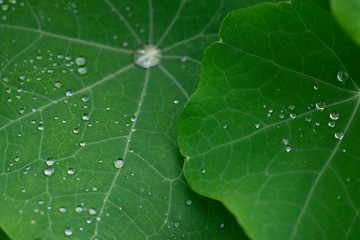 Cresson d'Inde, Indian cress