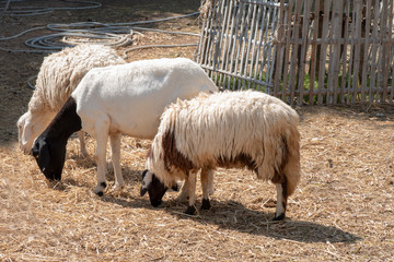 Sheep eating grass on the farm.