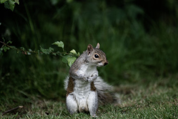 squirrel - grenwich park
