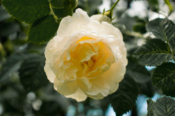 Single peach or cream rose on a bush with raindrops. Centered.