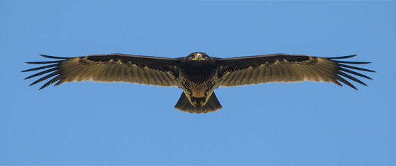  Greater Spotted Eagle flying on blue sky