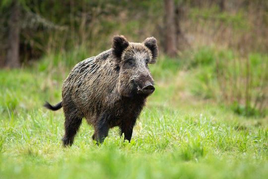 Alert male wild boar, sus scrofa, standing fierceful on a meadow in springtime. Front view of dangerous aggressive mammal in wilderness. Concept of animal danger in nature.