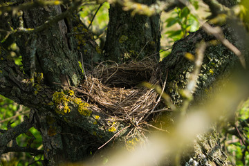 Naklejka na ściany i meble Bird's nest in the bushes. Center. 