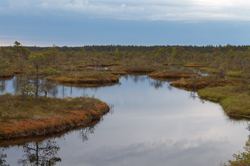 Ecopark in the bogs with small lakes and wooden pathes. Swampland in the middle of Estonia