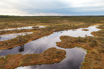 Ecopark in the bogs with small lakes and wooden pathes. Swampland in the middle of Estonia