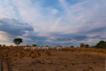 Naklejka premium cattle herd in central Brazil