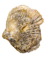 Brachiopoda fossils, jurassic animals of Germany