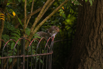 squirrel - grenwich park