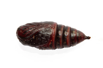 Butterfly in pupal stage, the appendages closely bound to the body, on a white background