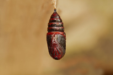 Butterfly in pupal stage, the appendages closely bound to the body, clinging to a piece of wood on...