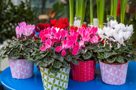 Colourful cyclamen plants displayed on a table