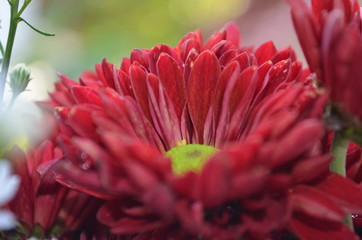 Close up of beautiful red flowers.Beautiful background of fresh flowers.