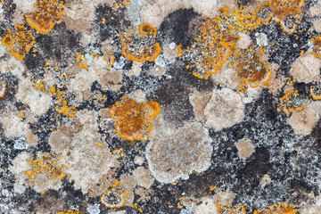 Ground, Wall surface texture for decoration background