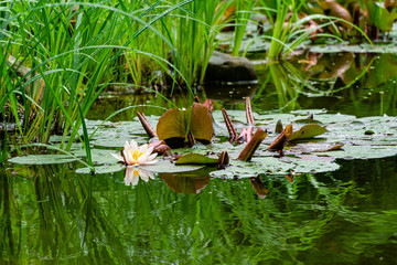 Lotus flower or water lily marliacea rosea in garden pond. Selective focus. Contrasting closeup of Nymphaea. Summer floral landscape, wallpaper and nature background concept.