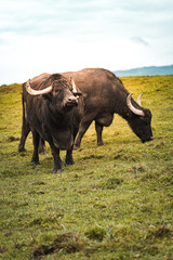 Wasserbüffel Naturschutzgebiet Schweiz