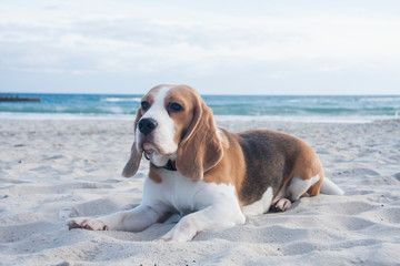 Beagle beautiful dog on the empty sandy seashore.