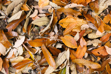 敷き詰められた落ち葉（背景素材）