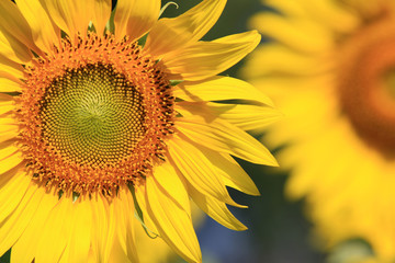 Closeup Beautiful Sunflower with leaf blooming and sunlight, Sunflowers as a floral background in the morning