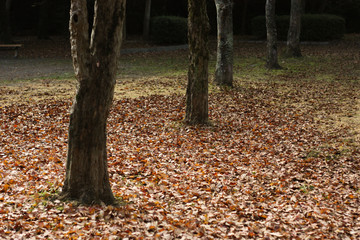 秋の公園の風景
