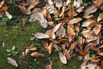 地面と落ち葉（背景素材）
