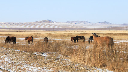 Obraz premium Horses