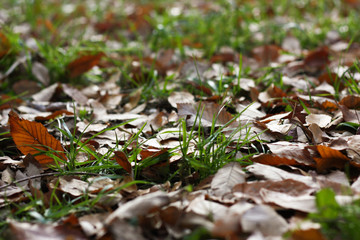 森の中の落ち葉