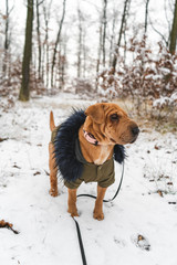Cute shar pei puppy outside