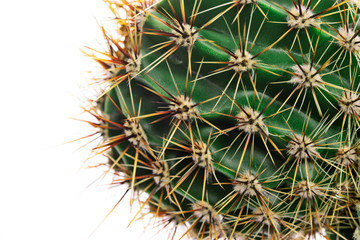 Naklejka na ściany i meble Macro cactus thorns