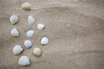 Sea shell on sand background have space