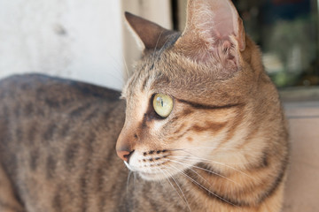 vagrant street cat looking at the camera