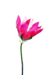 Red tulip watercolor painting on a white background.