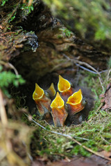 European Robin (Erithacus rubecula) young birds in nest, Baden-Wuerttemberg, Germany