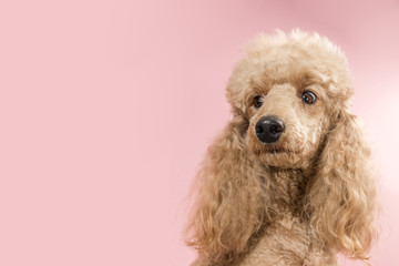 Pretty brown poodle looks surprised. Dog isolated on pink background. Copy space