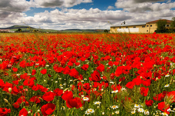 CAMPO DE AMAPOLAS