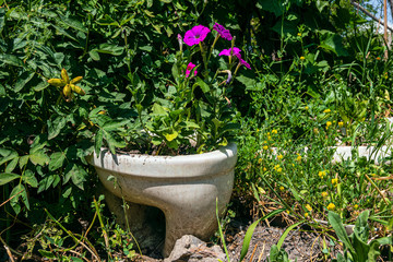 Flowers growing out of toilet planter in garden