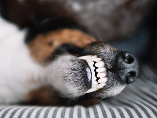 Sleeping terrier dog with toothy smile